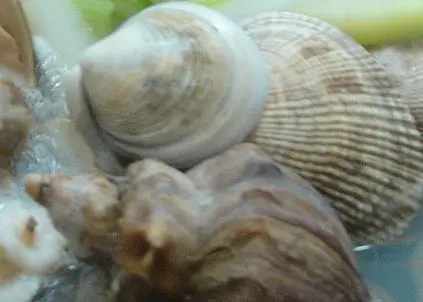 Korean shellfish in the US could be contaminated with norovirus