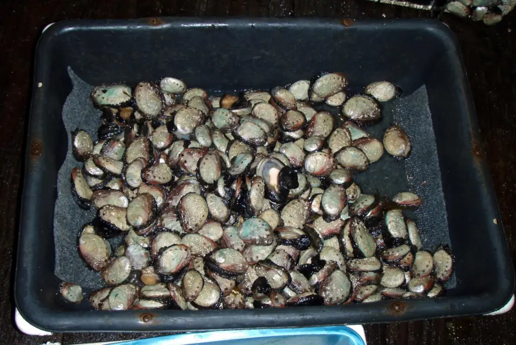 Northern abalone have been listed as endangered under the ‘Species at Risk Act’. Photo: Gerick Bergsma 2010/Marine Photobank