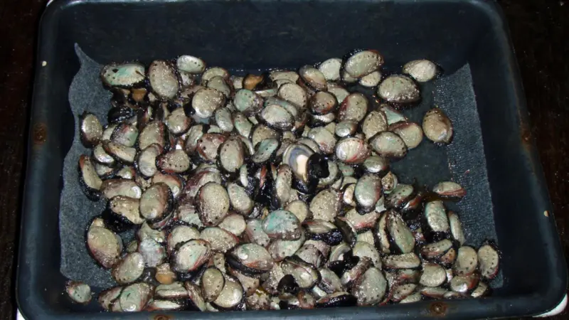 Northern abalone have been listed as endangered under the ‘Species at Risk Act’. Photo: Gerick Bergsma 2010/Marine Photobank