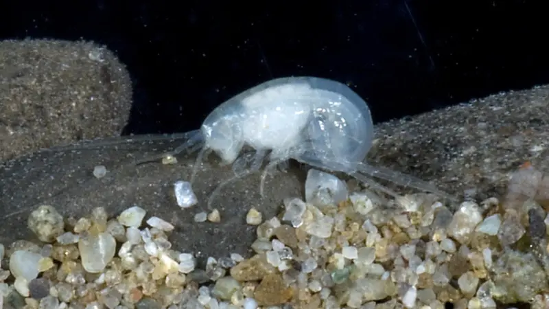The newly discovered amphipod species. Photo: Nelson Boustead, NIWA