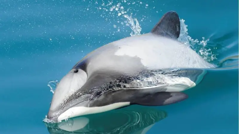 The Plan review will reassess natural and man-made risks facing Maui’s and Hector’s dolphins. Credit: NABU International