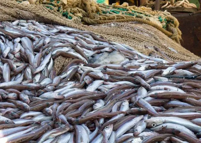 Southern blue whiting stocks are at a historic high in NZ