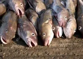 North Sea Cod is recovering well according to the ICES
