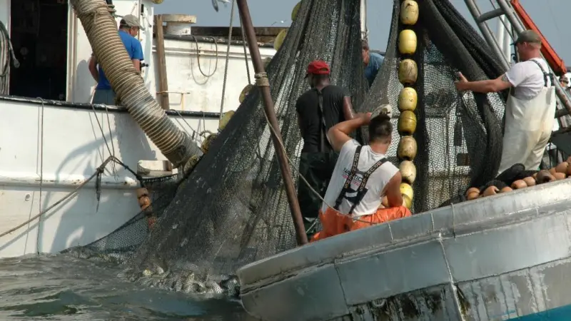 The FAO has published its 2012 edition of The State of World Fisheries and Aquaculture. Credit: John Surrick/Chesapeake Bay Foundation/Marine Photobank