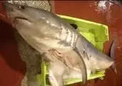 The Shortfin Mako is now a protected species. Photo: OCEANA/LX