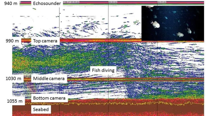 Acoustic echogram from the moored echosounder on Morgue, showing the diving response of fish when lights came on at 18:00 NZST on 17 July. Inset shows frame grab from top camera showing orange roughy at 990m depth. Credit: NIWA, Peter Marriott