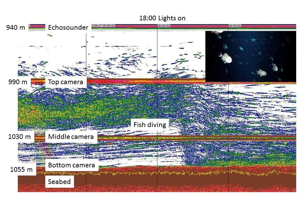 Acoustic echogram from the moored echosounder on Morgue, showing the diving response of fish when lights came on at 18:00 NZST on 17 July. Inset shows frame grab from top camera showing orange roughy at 990m depth. Credit: NIWA, Peter Marriott