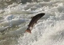 The consultation process for PGI registration of Irish Salmon has been launched. Credit: Salmon Ireland