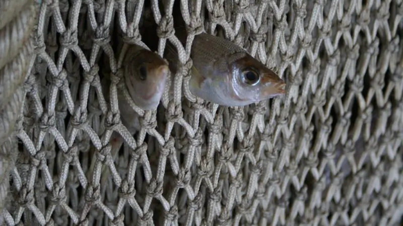 The EC has published a proposal to phase out bottom trawling and gillnet fishing. Credit: Sarah Lelong/Marine Photobank