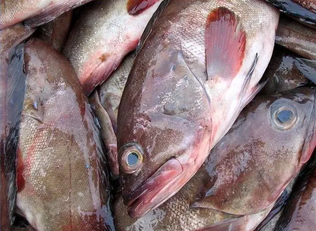 Consumers beware – your grouper may in fact be king mackerel