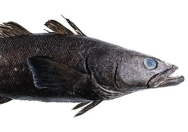 The Ross Sea longline toothfish fishery will soon undertake its second annual surveillance audit