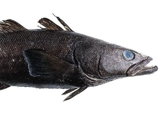 The Ross Sea longline toothfish fishery will soon undertake its second annual surveillance audit