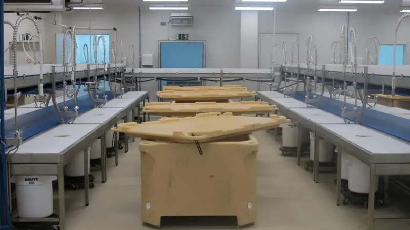 The Pearl Fisheries factory in Shehr Yemen, showing the manual filleting line from Cretel