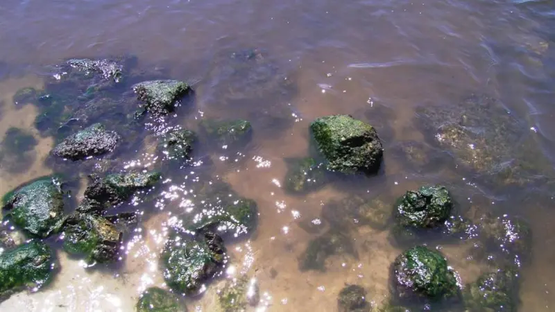 River full of toxins. Credit: William Djubin/EarthRehab/Marine Photobank