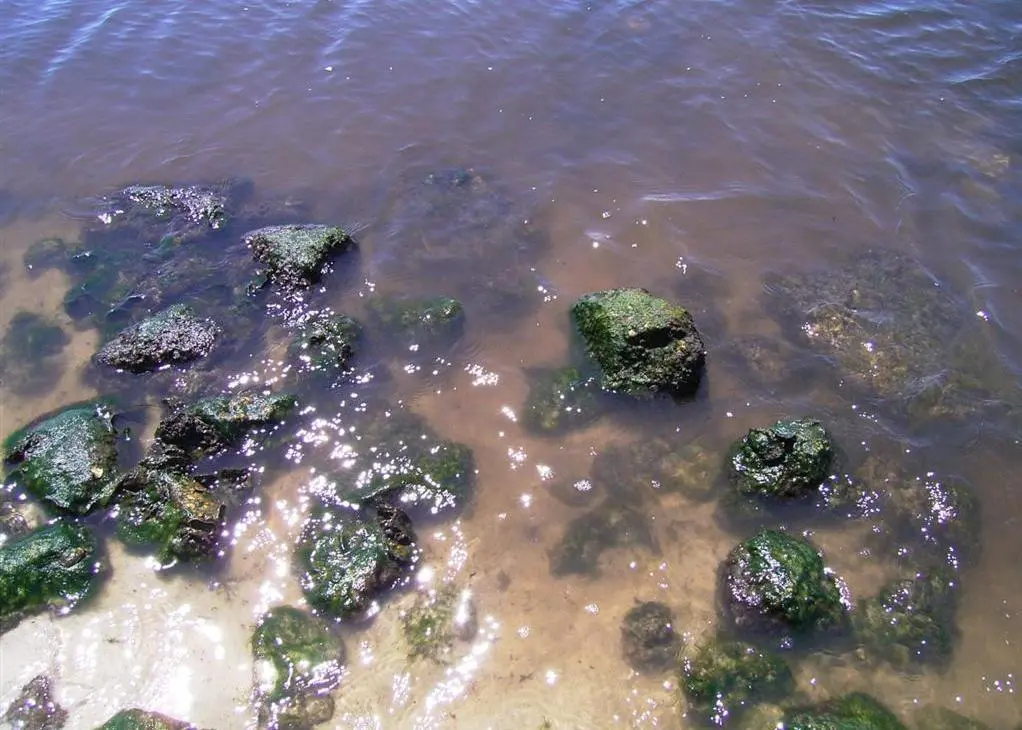 River full of toxins. Credit: William Djubin/EarthRehab/Marine Photobank
