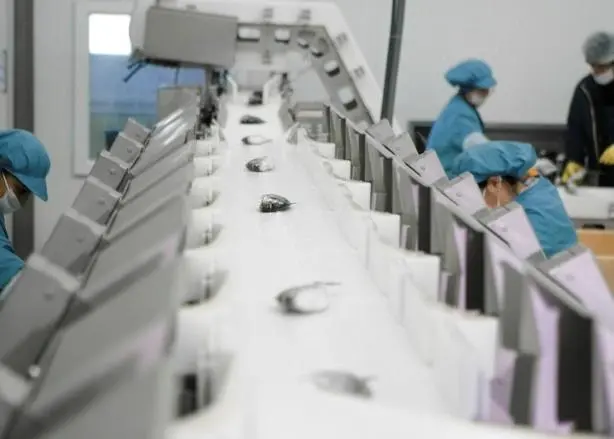 Grading seabass