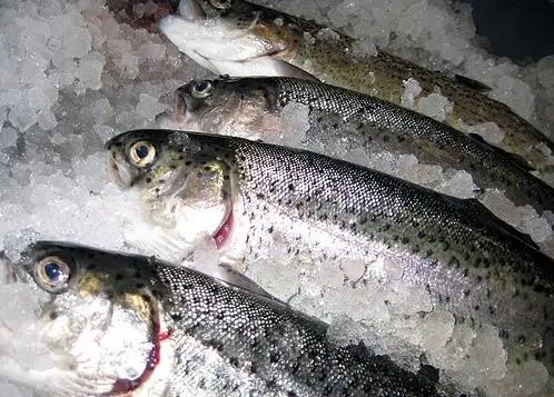 The results do not apply exclusively to rainbow trout. Credit: Mary Smith/Marine Photobank