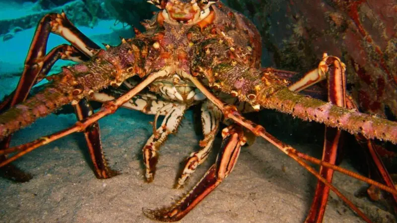 Spiny lobster. Credit: Becky A. Dayhuff/NOAA
