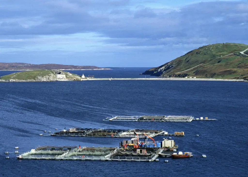 Salmones Camanchacas is now two star BAP certified Photo: Salmon Farm Protest Group/Marine Photobank