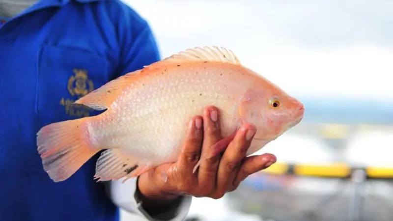 Tilapia from Regal Springs has been ASC certified. © Regal Springs Tilapia