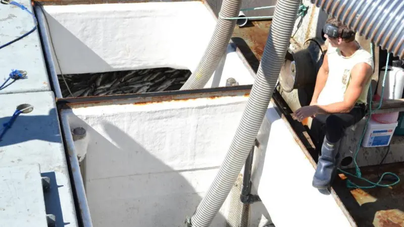 The last of the fish from Mainstream Canada’s Millar Channel farm have been removed