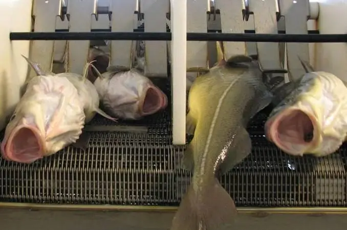 The overall idea is to develop new technology for catch handling