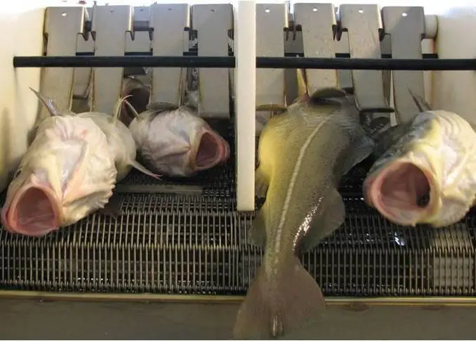 The overall idea is to develop new technology for catch handling