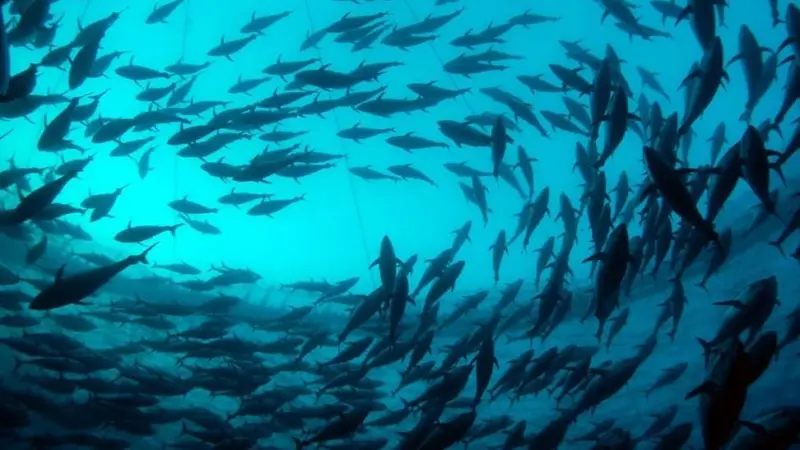 A report by the Worldwatch Institute says that aquaculture has been expanding steadily for the last 25 years and saw a rise of 6.2% in 2011. Credit: Marco Carè/Marine Photobank
