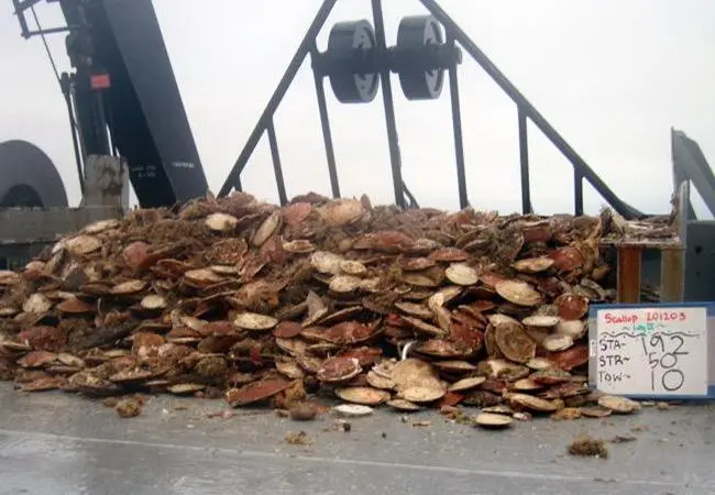 A scallop dredge catch from the Great South Channel. Credit: NEFSC/NOAA