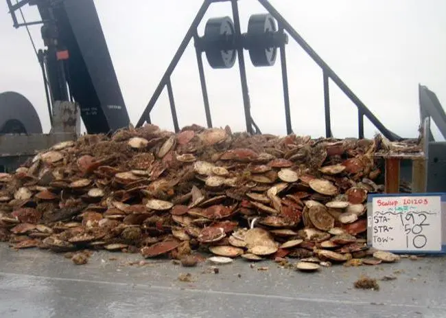 A scallop dredge catch from the Great South Channel. Credit: NEFSC/NOAA
