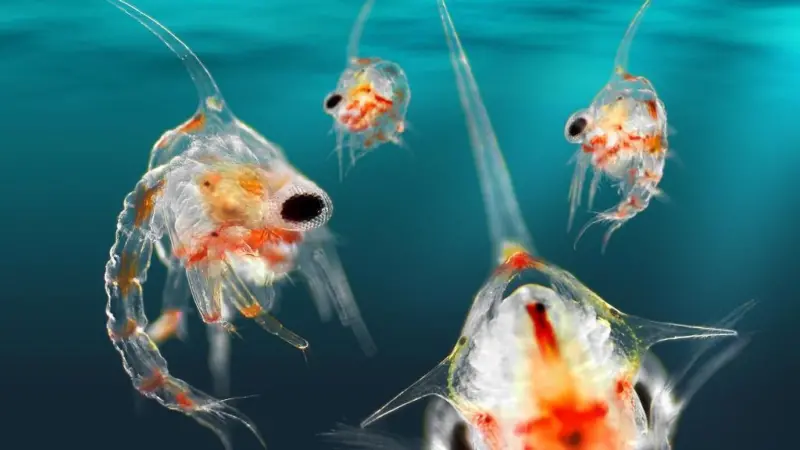 Ocean Drifters combines cutting-edge plankton science with remarkable images to popularise this unseen world