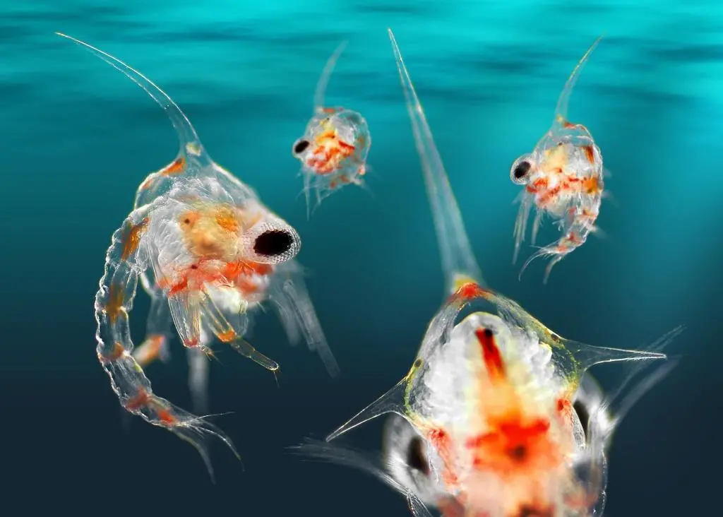 Ocean Drifters combines cutting-edge plankton science with remarkable images to popularise this unseen world