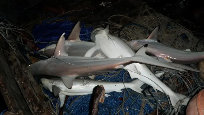 Better managment is needed for shark fisheries in the Coral Triangle. Photo: Australian Fisheries Management Authority 2012