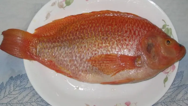 An operation that farms and processes tilapia in Costa Rica is BAP certified. Credit: Wiki/Allentchang. License: GNU Free Documentation License