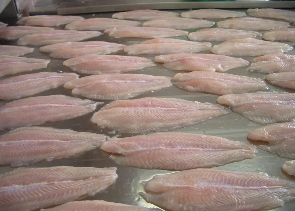 Pangasius production in Vietnam has grown from 500,000 tonnes to 1.5 million tonnes in the last 10 years
