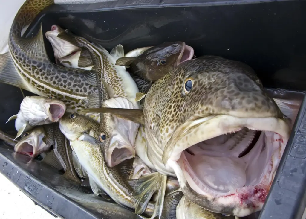 Reports show that levels of North Sea cod are recovering