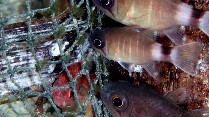 EAPO, Europêche and Cogeca have launched a new proposal to address the issue of discards. © Henry Wolcott 2005/Marine Photobank