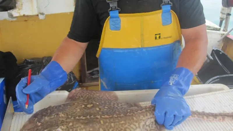 Fisherman measuring a thornback ray