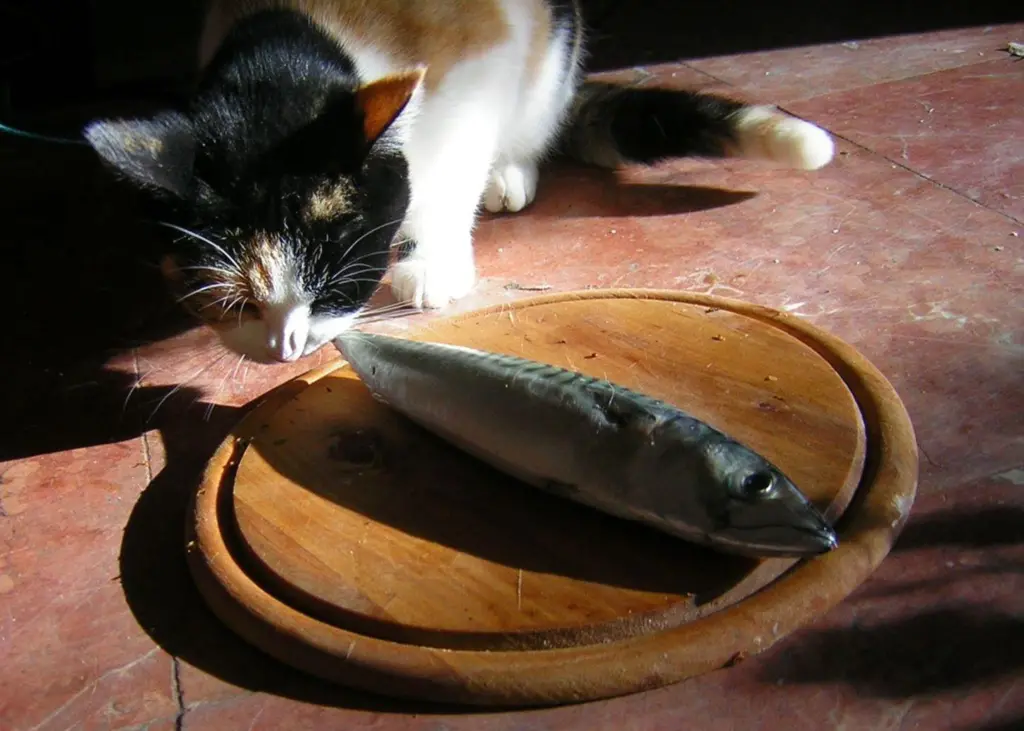 The pet food industry may come under scrutiny by conservationists