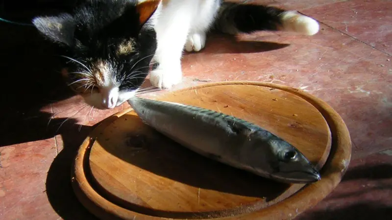 The pet food industry may come under scrutiny by conservationists