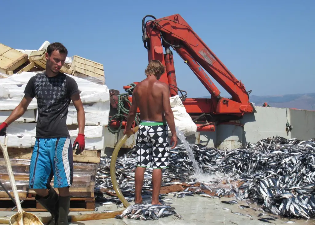 The tuna needs 10-15 tonnes of pelagic feed per day