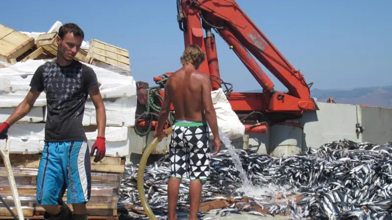 The tuna needs 10-15 tonnes of pelagic feed per day