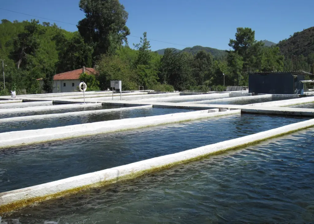Köycegiz has 264 concrete runways for fish rearing