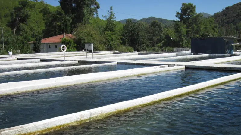 Köycegiz has 264 concrete runways for fish rearing