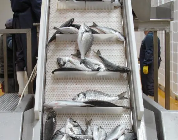 The company produces 30,000 tonnes of fish per year
