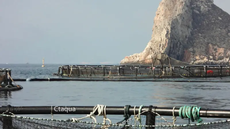 The project aims to efficiently calculate the total biomass of fish in offshore farms