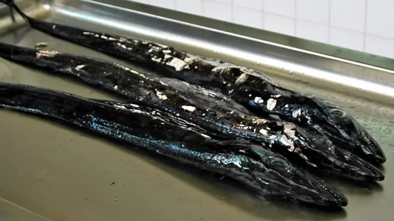 Black scabbard fish TACs are proposed to be either cut or unchanged. Credit: Kogo. License: GFDL