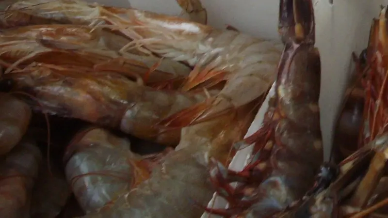 Industry warning over prawn treatment interdict