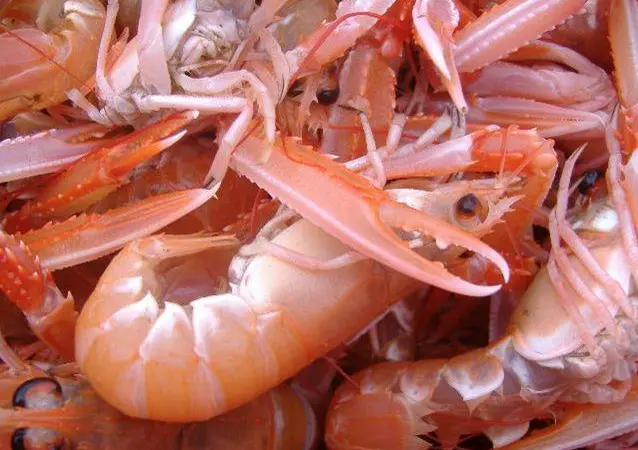 Norway lobster is at MSY level