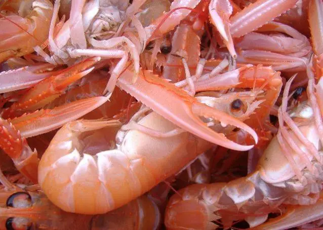 Norway lobster is at MSY level